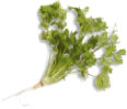 Coriander leaves or cilantro are the leaves of the coriander plant and are - photo 5