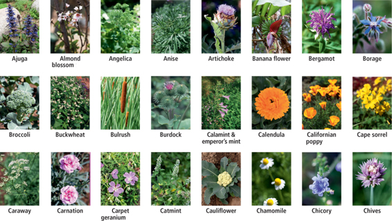 100 Edible Healing Flowers cultivating - cooking - restoring health - photo 8