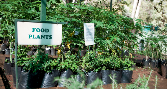 Food plants combine well wtih edible flowers making for a beautiful and - photo 12