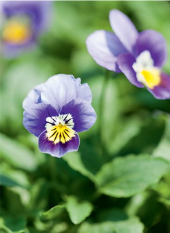 Edible Healing Flowers cultivating cooking restoring health Text by Margaret - photo 2