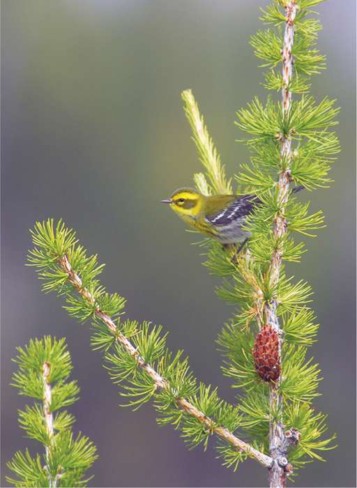 A Townsends warbler taking an early autumn break in a larch tree - photo 2