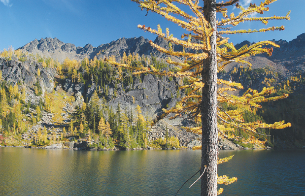 Golden larch trees surrounding Larch Lake Glacier Peak dominates the view - photo 4