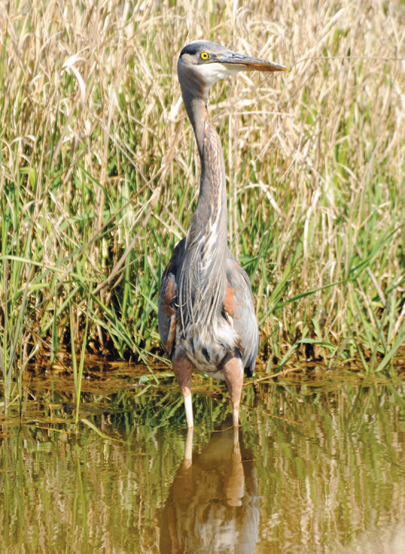 A great blue heron patiently waits while hunting in a slough at Spencer Island - photo 9