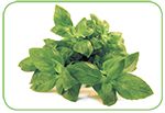 Basil A culinary herb used in Italian cuisine and southeast Asian cuisines of - photo 7