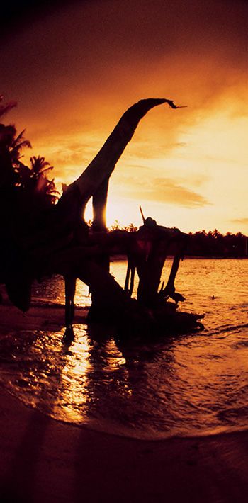 Bradford Schmidt Hollow Trees Mentawai Islands Infrared 35mm 2002 - photo 8