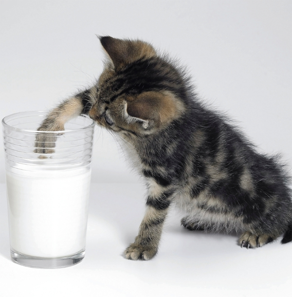 A Note on Milk Cats and milk form a natural pair in our minds but they are - photo 5