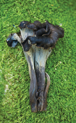 Black trumpet mushroom VIKING STUDIO Published by the Penguin Group - photo 2