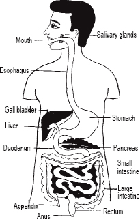 Fig 11 Pancreas surrounding organs The head is enclosed in a C-shaped - photo 13