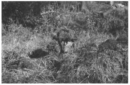 DUMMY HEAD IN POSITION At a range of 400600 yards this target would call for - photo 18