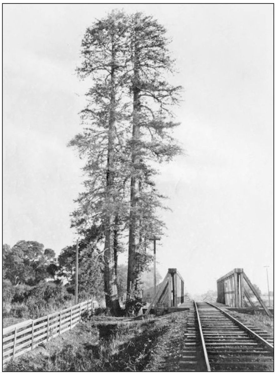 The right photograph is of coastal redwood and is the site where the 1769 - photo 10