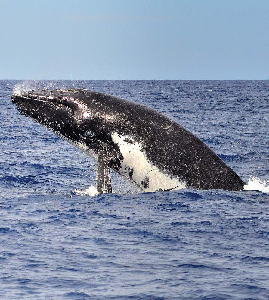 A humpback whale The Nootka people of the Pacific Northwest hunted these - photo 5