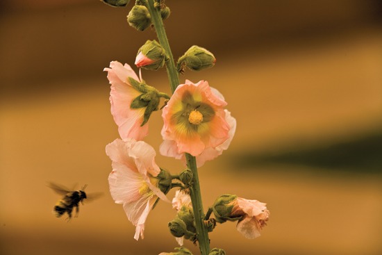 A bee visits a volunteer hollyhock A water lily in a koi pond Walled - photo 3