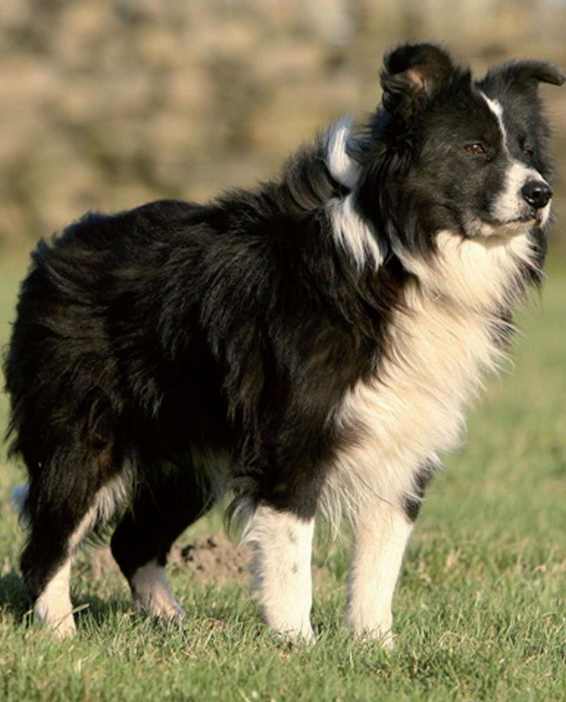 Barbara Sykes Training Border Collies - image 1