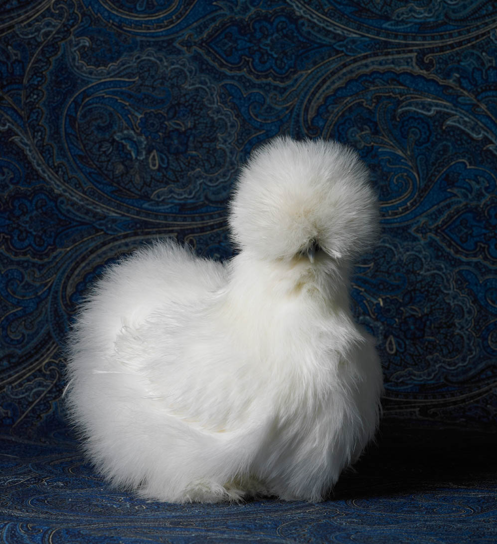 THE MAGNIFICENT CHICKEN Portraits of the Fairest Fowl PHOTOGRAPHS BY - photo 1