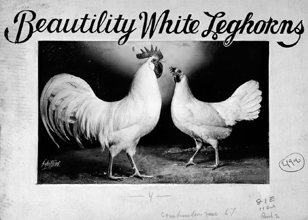 Early 20th-century chicken photo by Arthur Schilling Photography copyright - photo 3