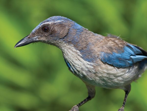 Scrub Jay Introduction Nanday Parakeets The very idea of a bird is a - photo 13