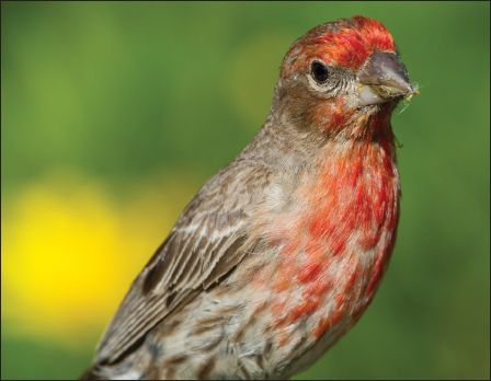 House Finch Allens Hummingbird at Mexican sage The Ansel Adams of bird - photo 16