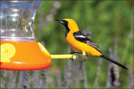 Hooded Oriole Mourning Dove Bushtit at birdbath Hoskings story gives - photo 19