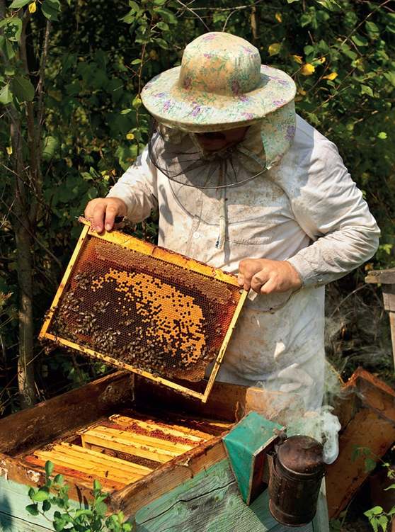 P eople have been keeping bees for hundreds of years in nearly all parts of the - photo 2