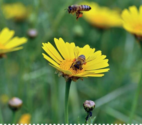 Bees gathering pollen during the spring In order to survive the winter a - photo 6