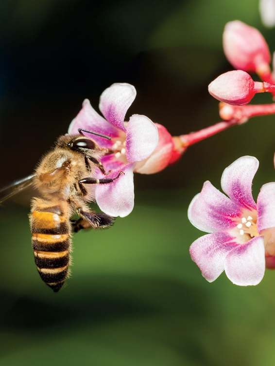 CHAPTER ONE BEEKEEPING BASICS P eople have been keeping bees for hundreds - photo 1