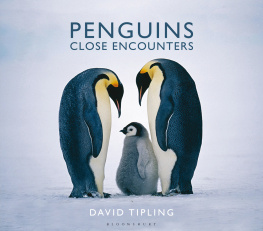 Tipling David - Penguins Close Encounters