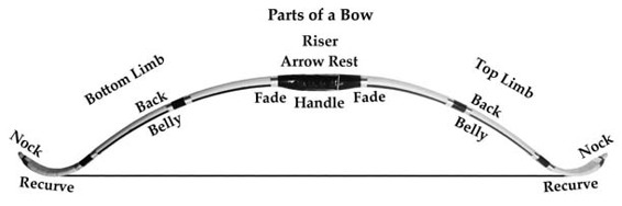 A bow is broken into three main parts the ends limbs and riser Starting from - photo 2