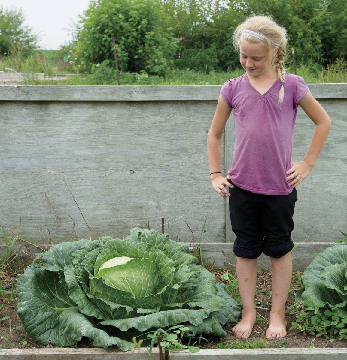 The Schnicker family of Mt Pleasant Iowa grows giant vegetables each year - photo 7