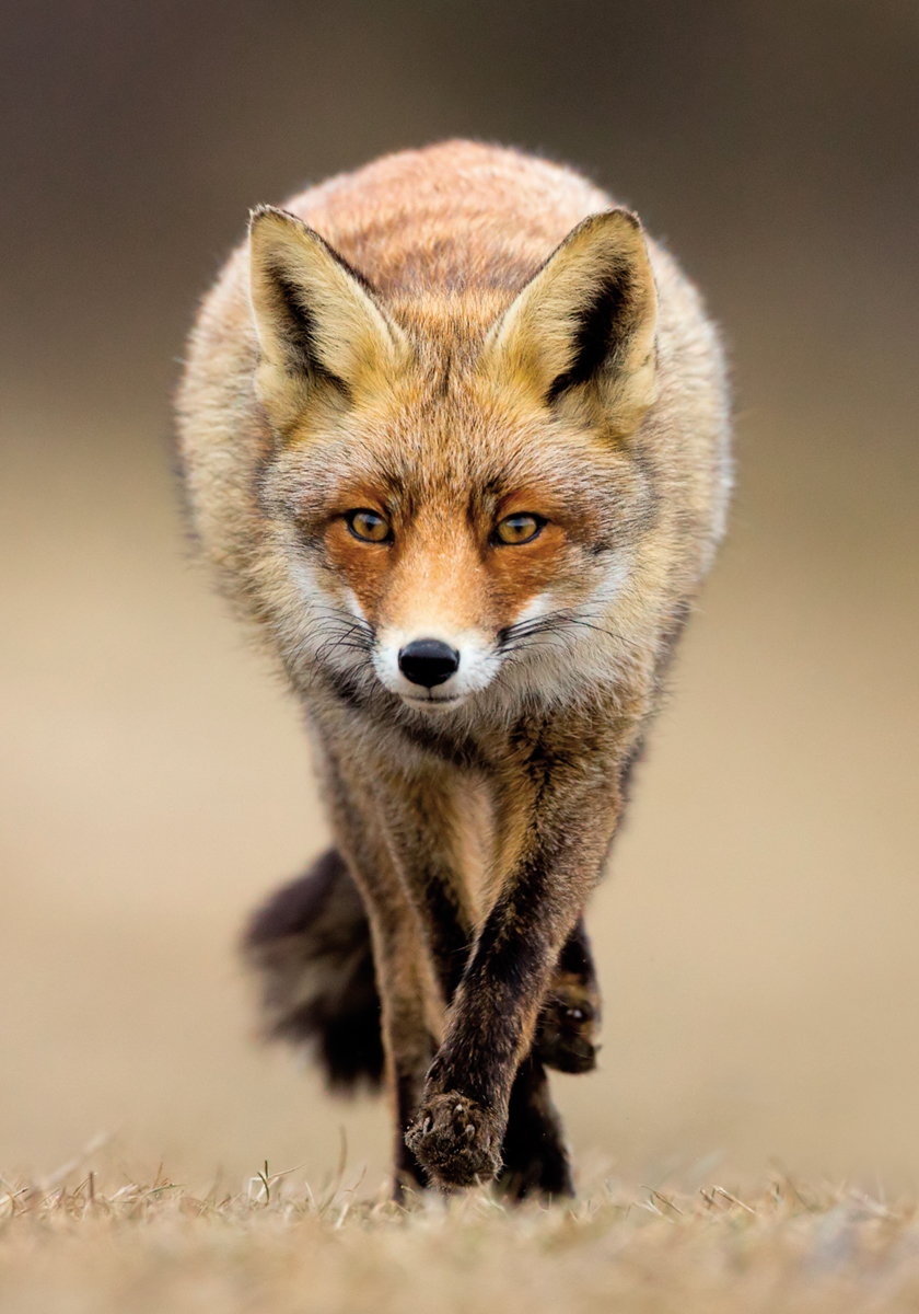 Best foot forward a Red Fox on a mission One reason why the Red Fox looms so - photo 3