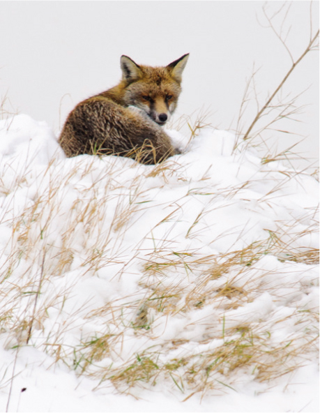 A warm winter coat protects the Red Fox in cold climates Add to this natural - photo 5