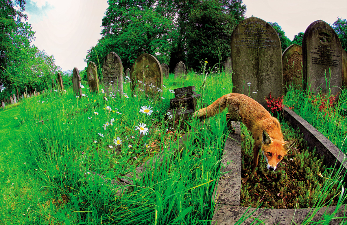 Graveyards offer plentiful refuges for urban Red Foxes The key to this global - photo 7