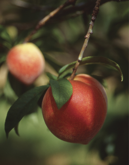 Hill Country peaches CONTENTS - photo 5