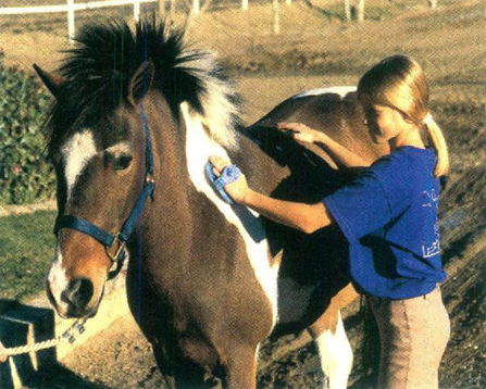 Offer to groom the pony you ride at riding school Do you want to compete - photo 8