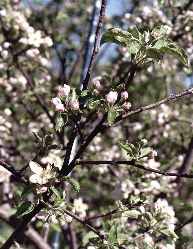 Acknowledgments M any cidermakers and apple growers provided either material - photo 4