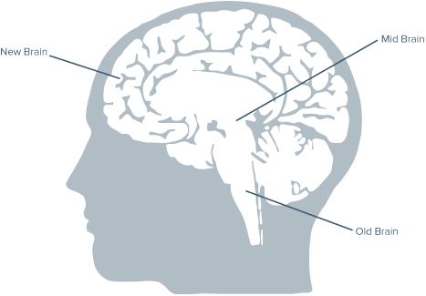 The old brain gets its name from the idea that it developed first in the - photo 5