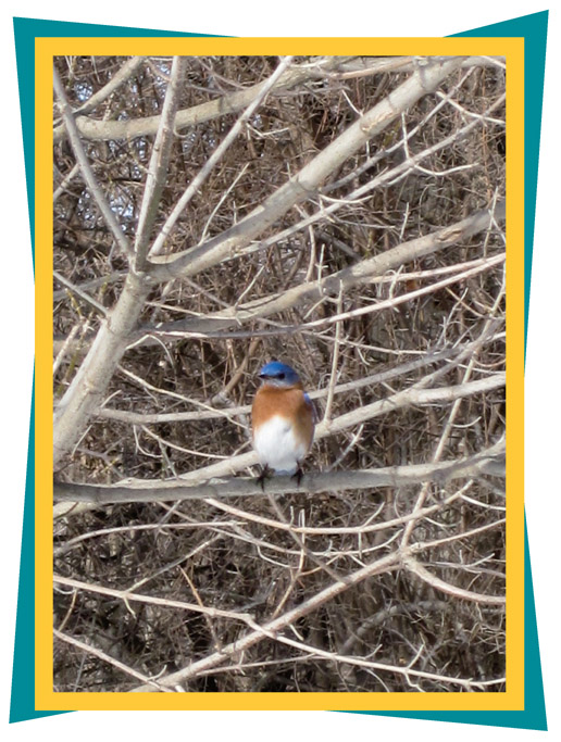 An eastern bluebird perches on a tree in Eagle Creek Parks bird sanctuary area - photo 5