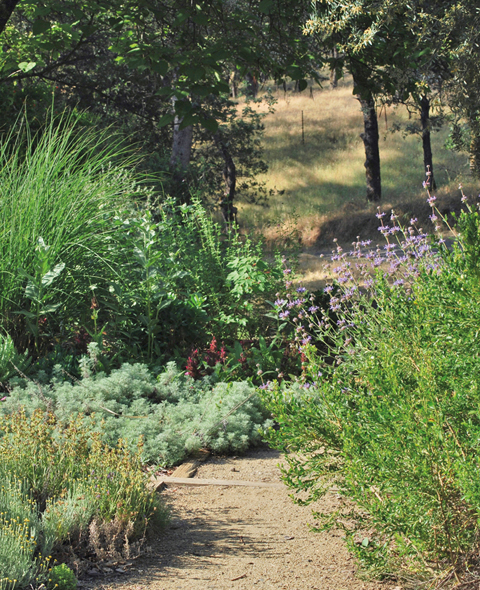 The path from my front garden in late spring with Salvia clevelandii leaning - photo 2