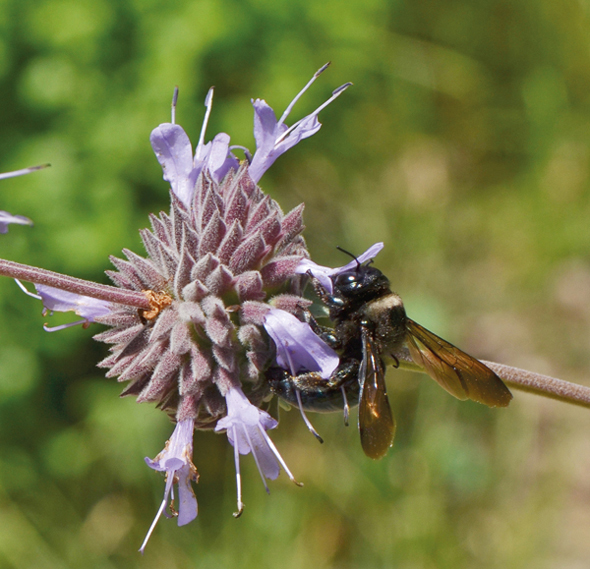 A glossy black male carpenter bee nectaring on the flowers of Salvia - photo 3