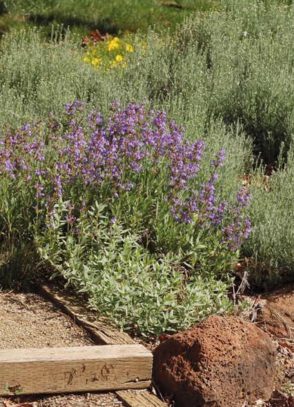 Lavender-blue low-growing Salvia lavandulifolia eases out into my front walk - photo 6