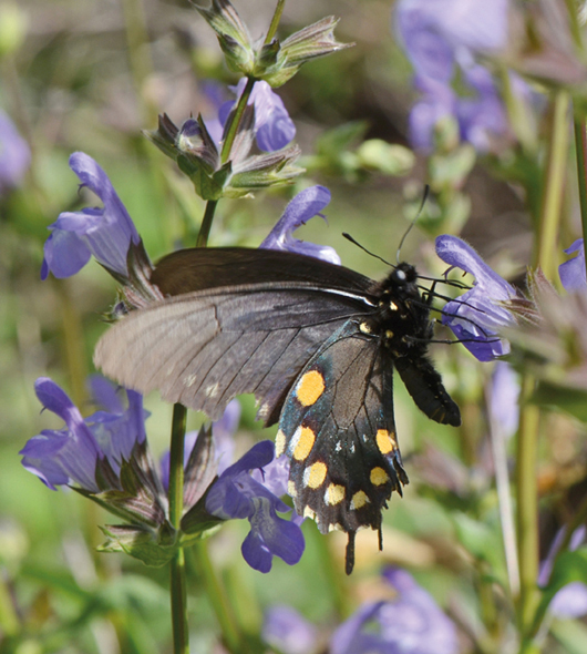 A pipevine swallowtail butterfly sips nectar from a large flower of Salvia - photo 7