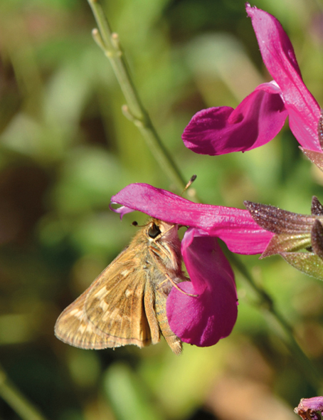 Salvia greggii with fiery skipper Calm and observant an Annas hummingbird - photo 4