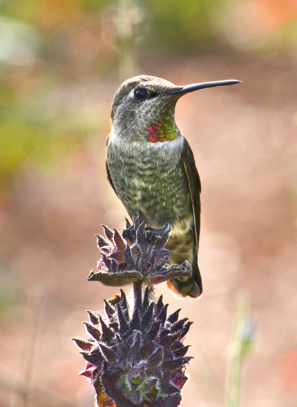 Calm and observant an Annas hummingbird rests on a dried whorl of Salvia - photo 5