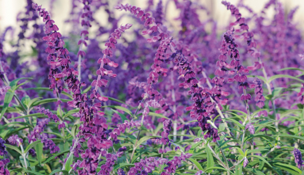 THE PLANT LOVERS GUIDE TO SALVIAS JOHN WHITTLESEY TIMBER PRESS PORTLAND - photo 1