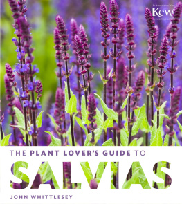 Whittlesey - The Plant Lovers Guide to Salvias