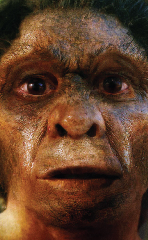 Homo floresiensis The Little People The dates do seem to leave open the - photo 8