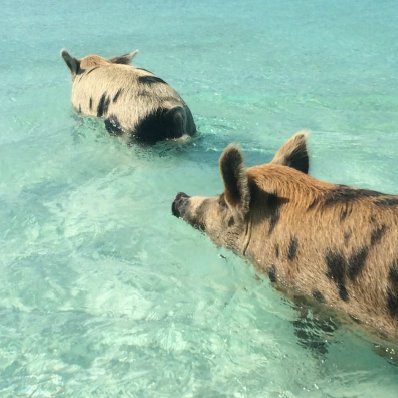 Swimming Pigs in the Bahamas Copyright 2015 Linus Wilson All photographs - photo 1