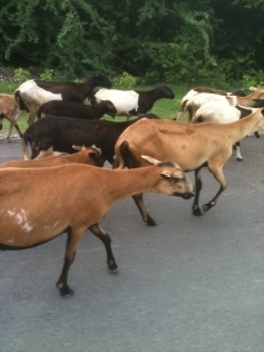 An Antiguan traffic jam A herd of goats is blocking the road The trouble - photo 4