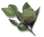 Kaffir lime leaves are used in soups and curries of Thai Malay or Indonesian - photo 12