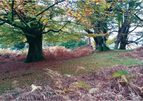 Ancient beech in the New Forest As someone who spends a great deal of time in - photo 1