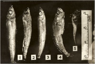 Figure 11 - The Pair 3 Green Lake fish Four Pleuragramma one small liparid - photo 2